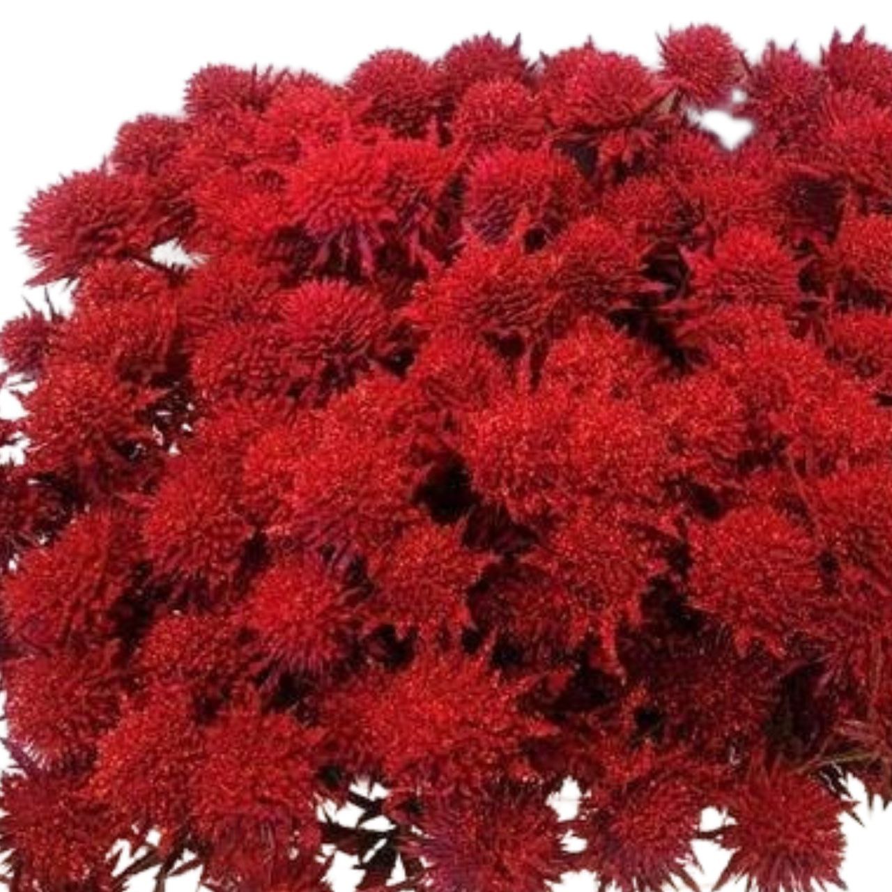 Eryngium dyed red