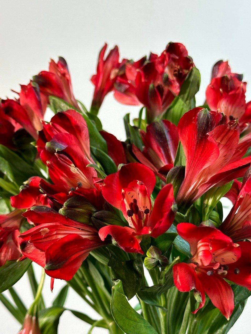 Alstroemeria saudade