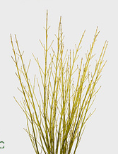 Cornus flaviramea