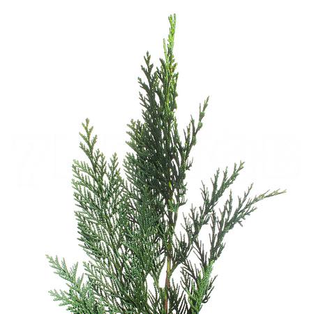 Branch Thuja green