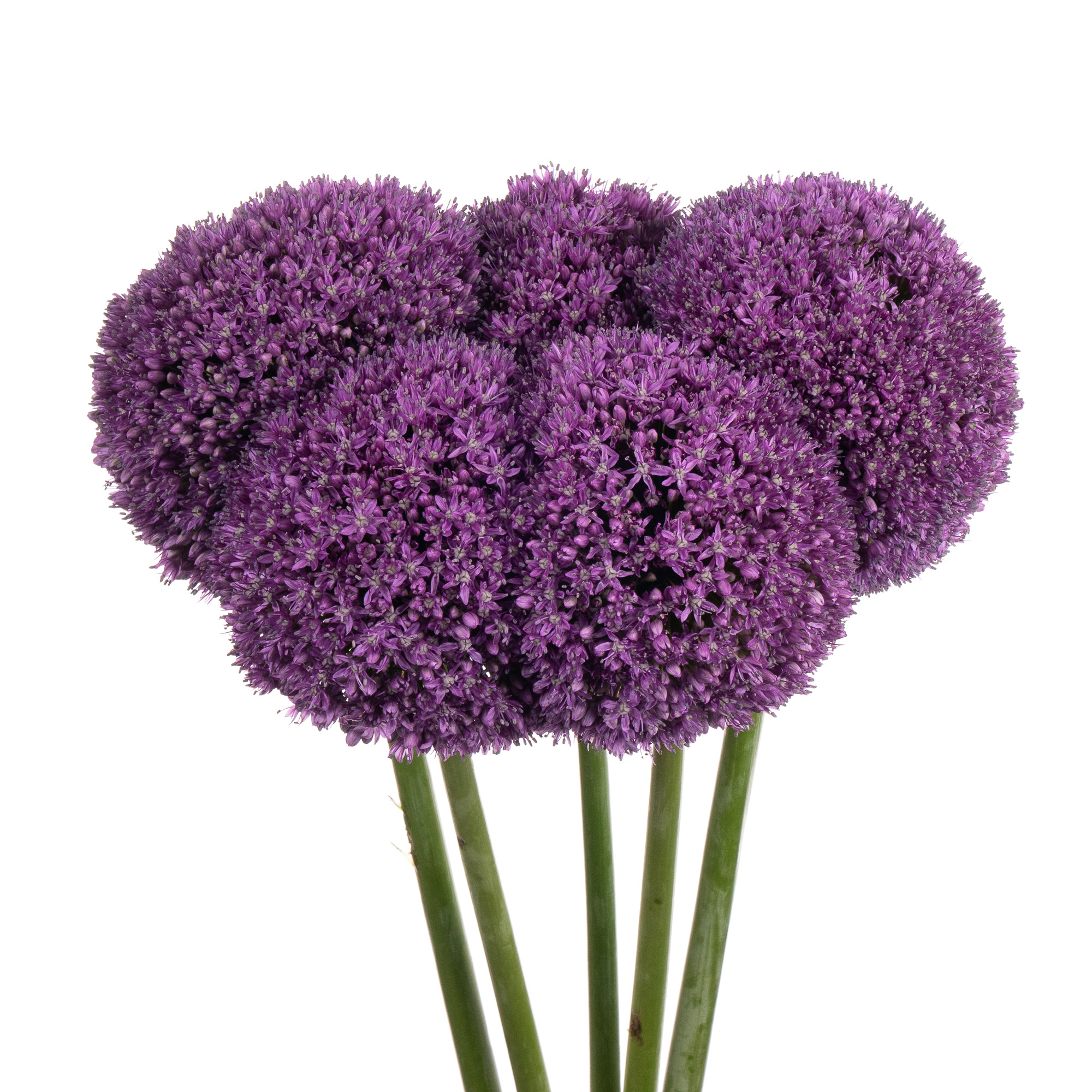 Allium ambassador