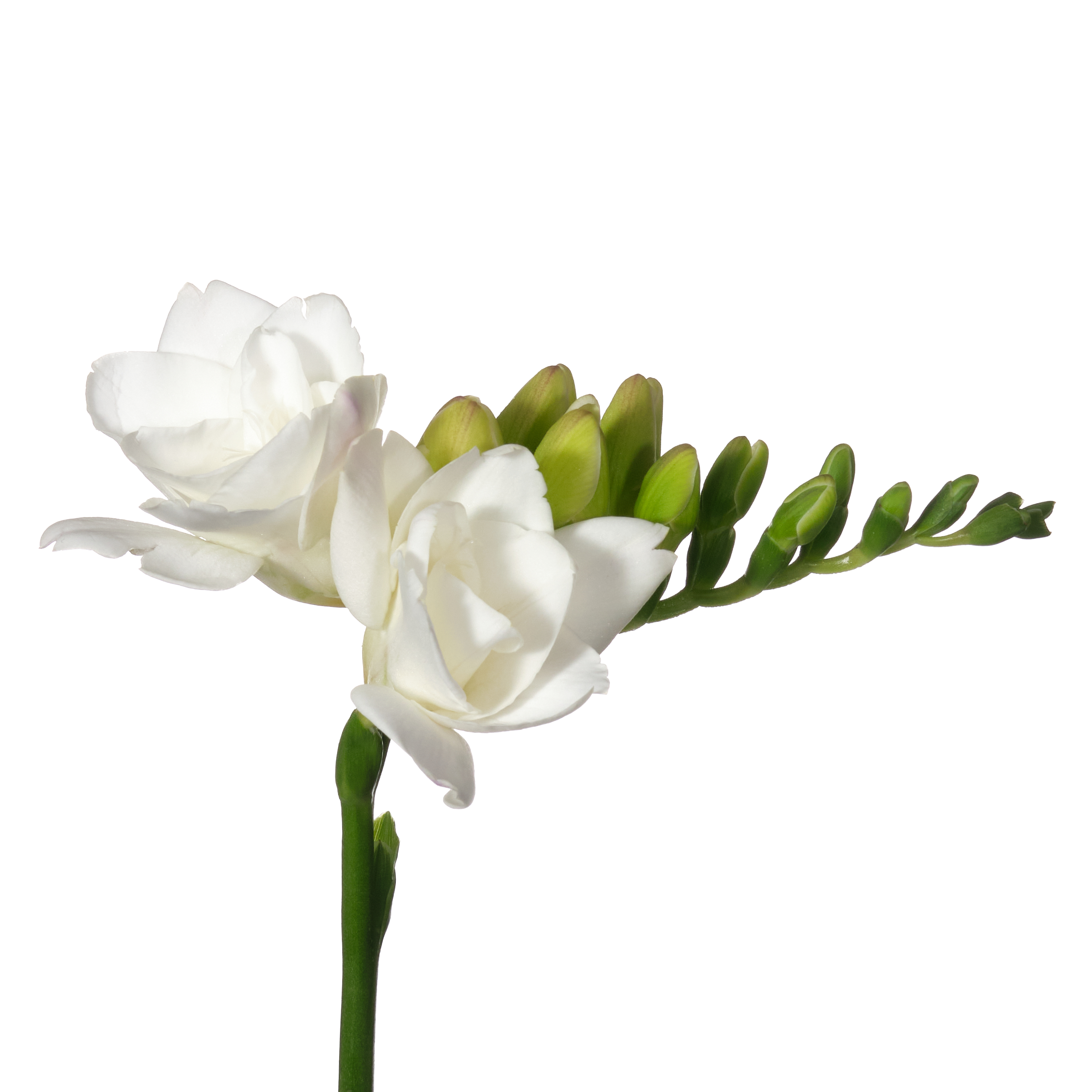 Freesia double versailles