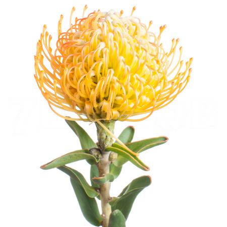 Leucospermum jelena