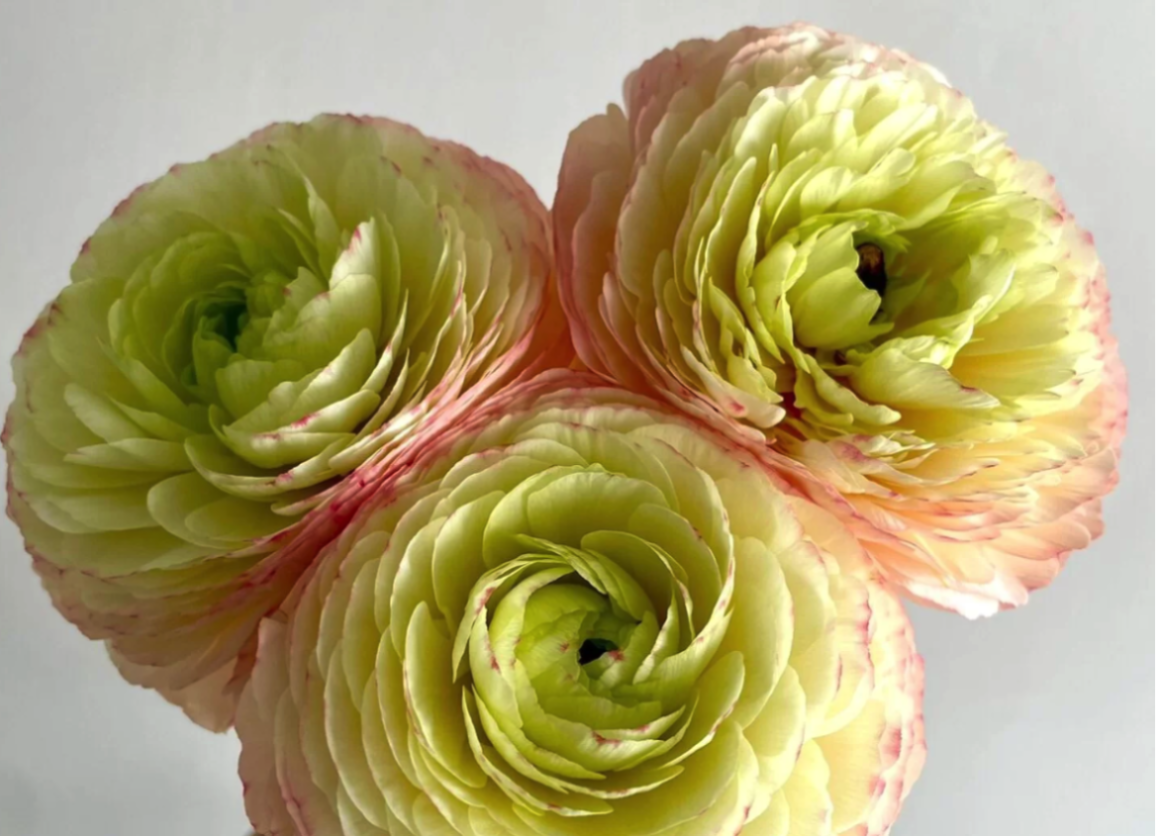 Ranunculus success touareg