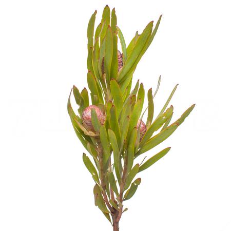 Leucadendron sabulosum