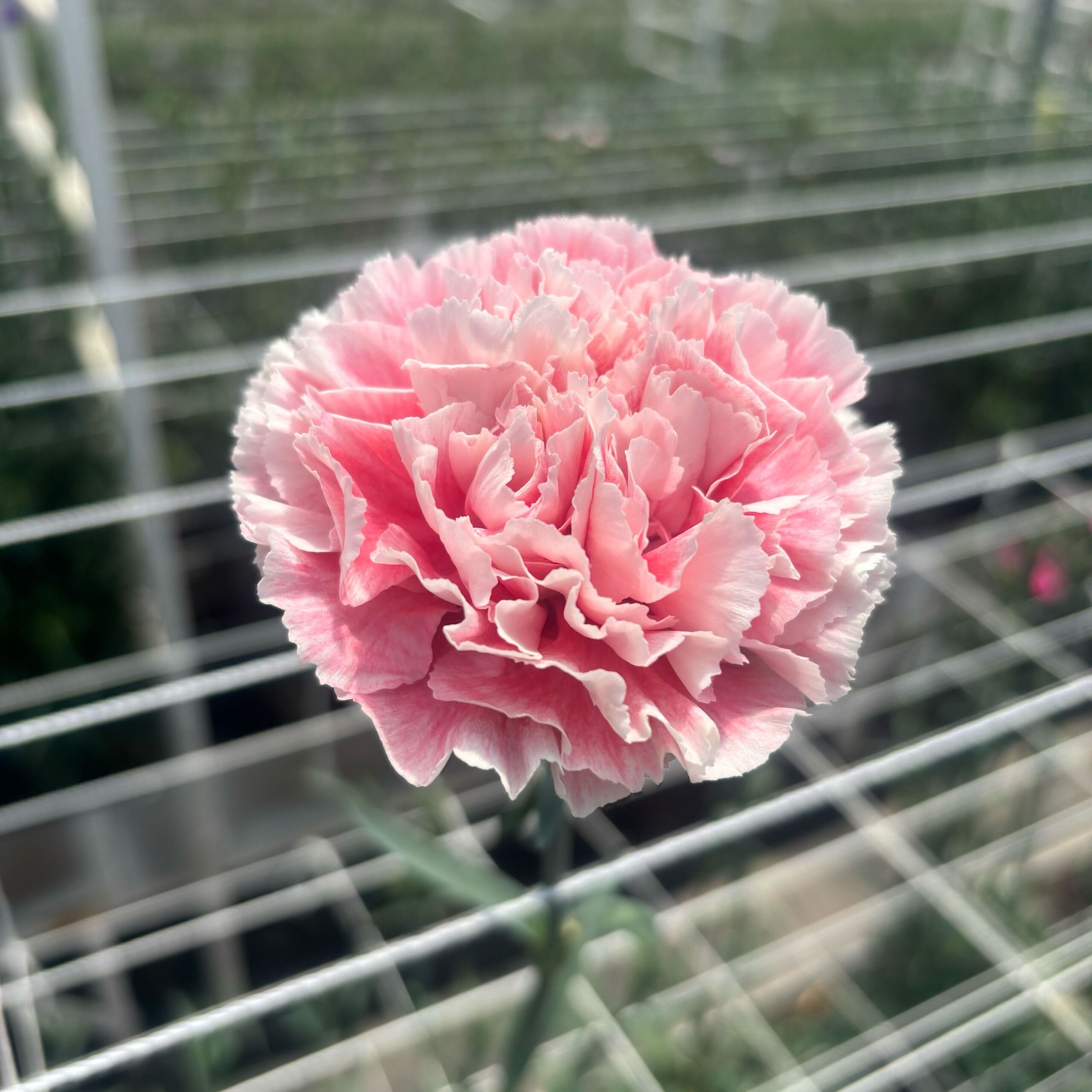 Carnation merletto rosa