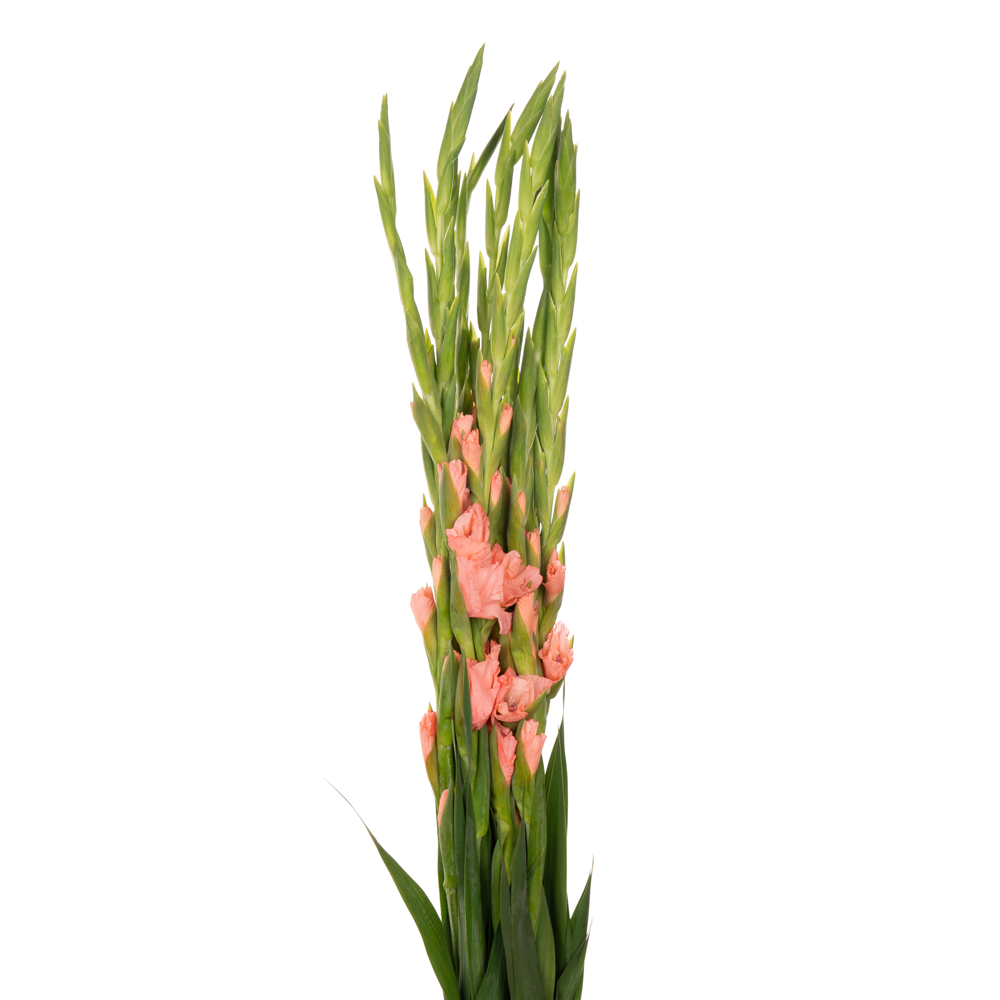 Gladiolus sugar babe