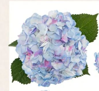 Hydrangea jumbo tinted candy cotton