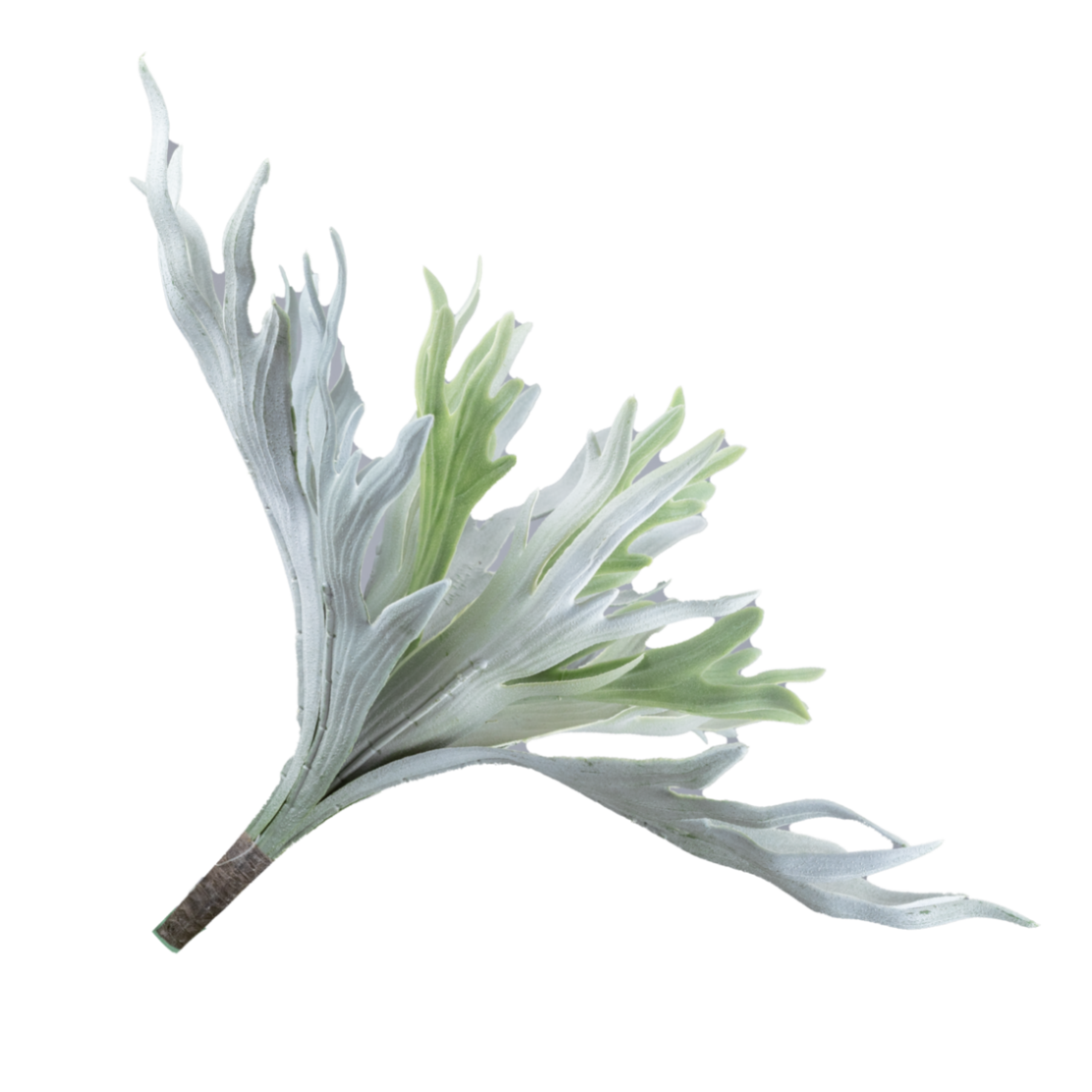 Artificial staghorn fern buch | Wholesale flowers, plants and supplies Artificial staghorn fern buch