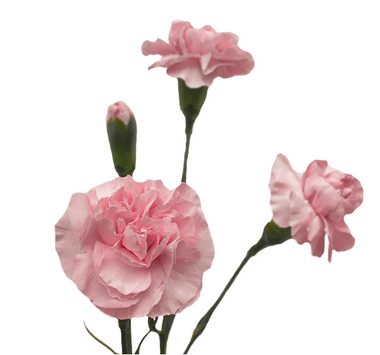 Carnation spray pearl pink