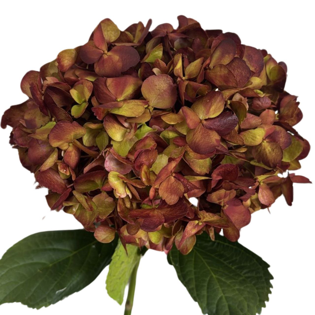 Hydrangea jumbo tinted pink ruby