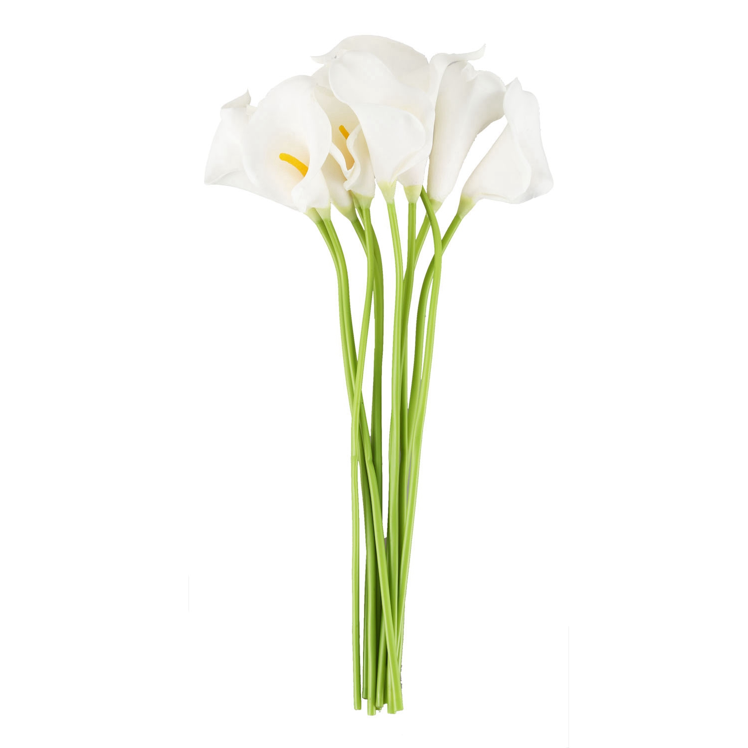 Zantedeschia lili white
