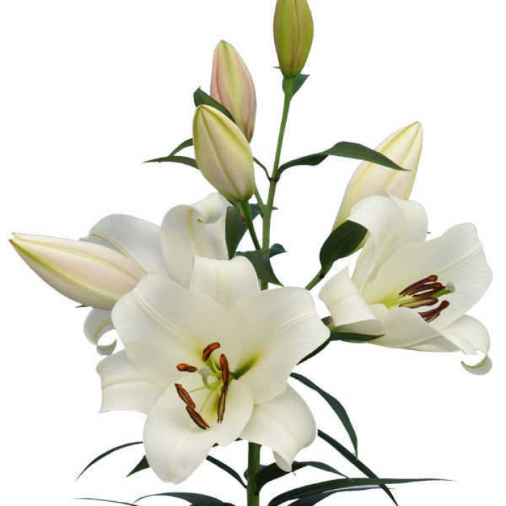 Lilium or forever