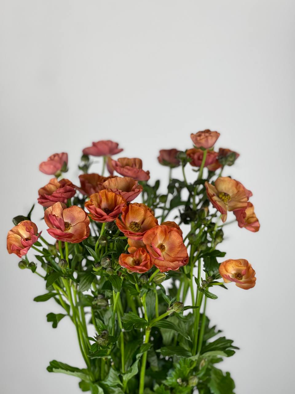 Ranunculus butterfly magical salmon