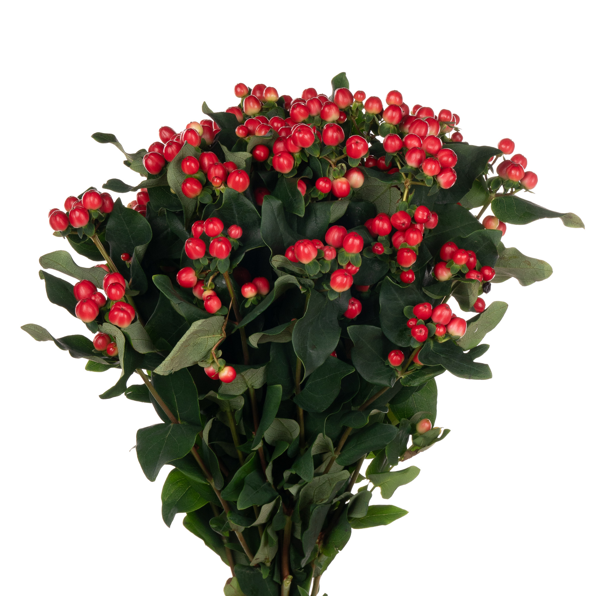 Hypericum big red boomer sooner