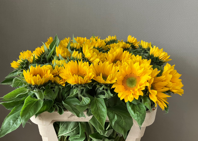 Helianthus vincents fresh