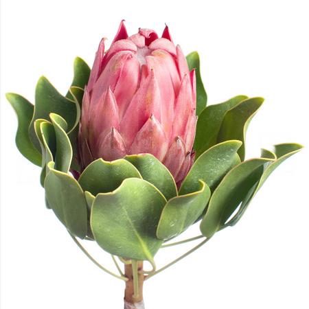 Protea red rex