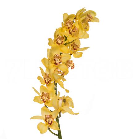 Cymbidium yellow