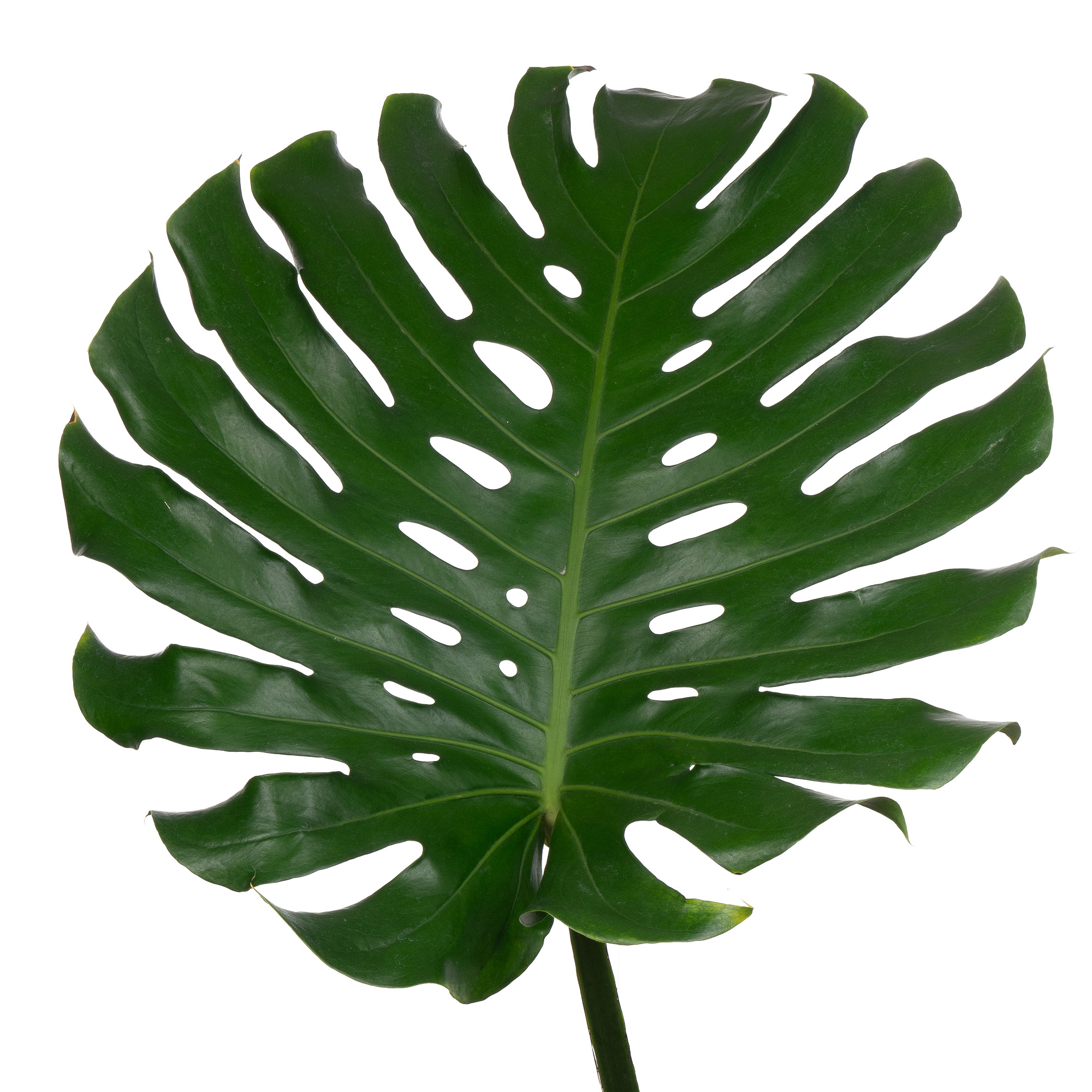 Blad Monstera