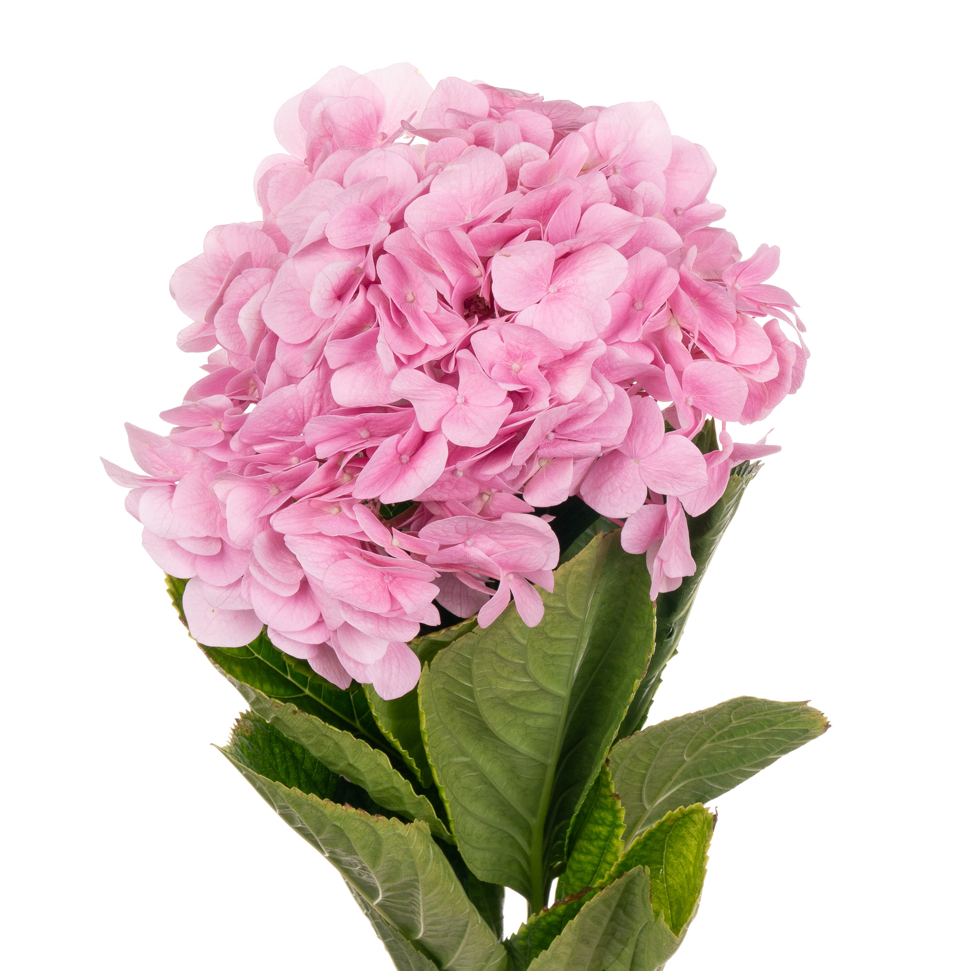 Hydrangea pink