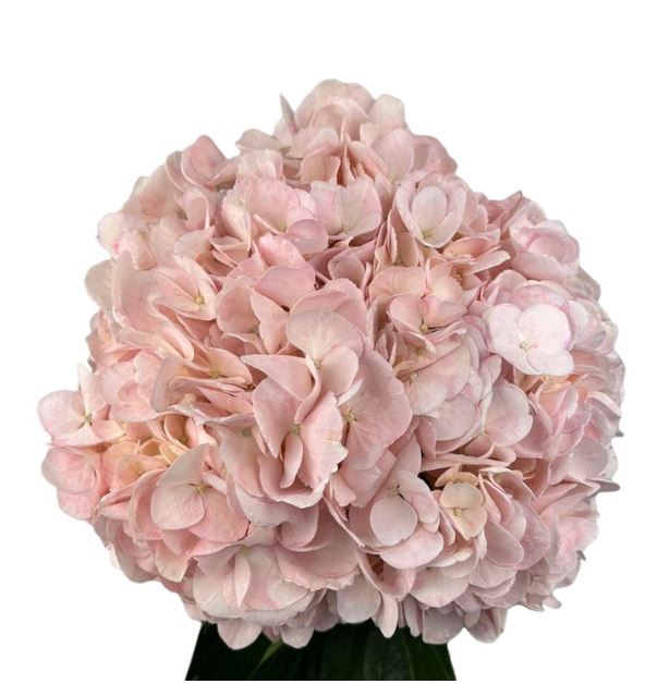 Hydrangea premium parisian pink