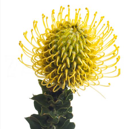 Leucospermum high gold