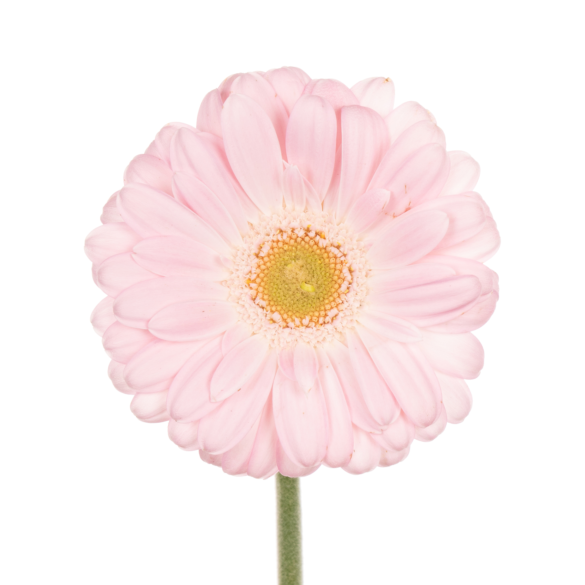 Gerbera Mini bride