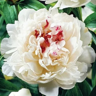 Paeonia festiva maxima