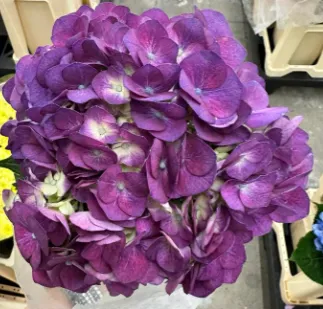 Hydrangea premium elite purple