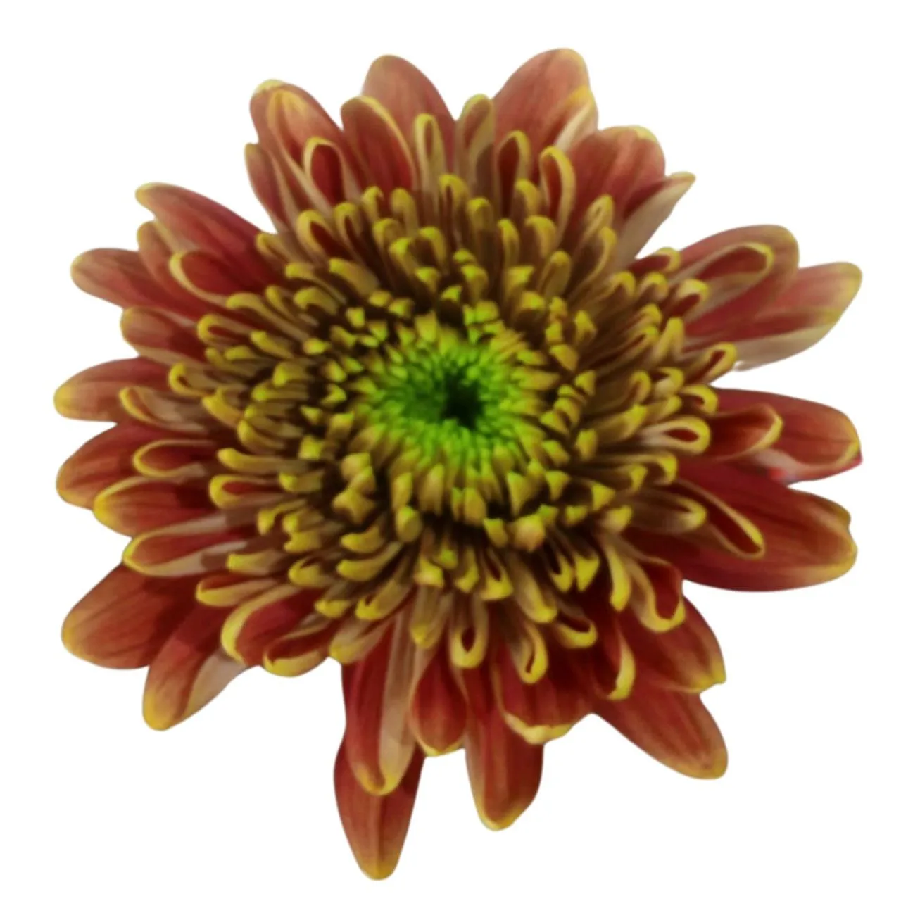 Chrysanthemum single pristine orange