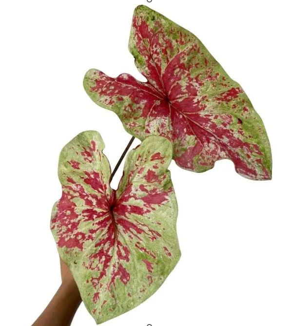 Blad Caladium moonlight raspberry