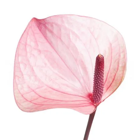 Anthurium summer love