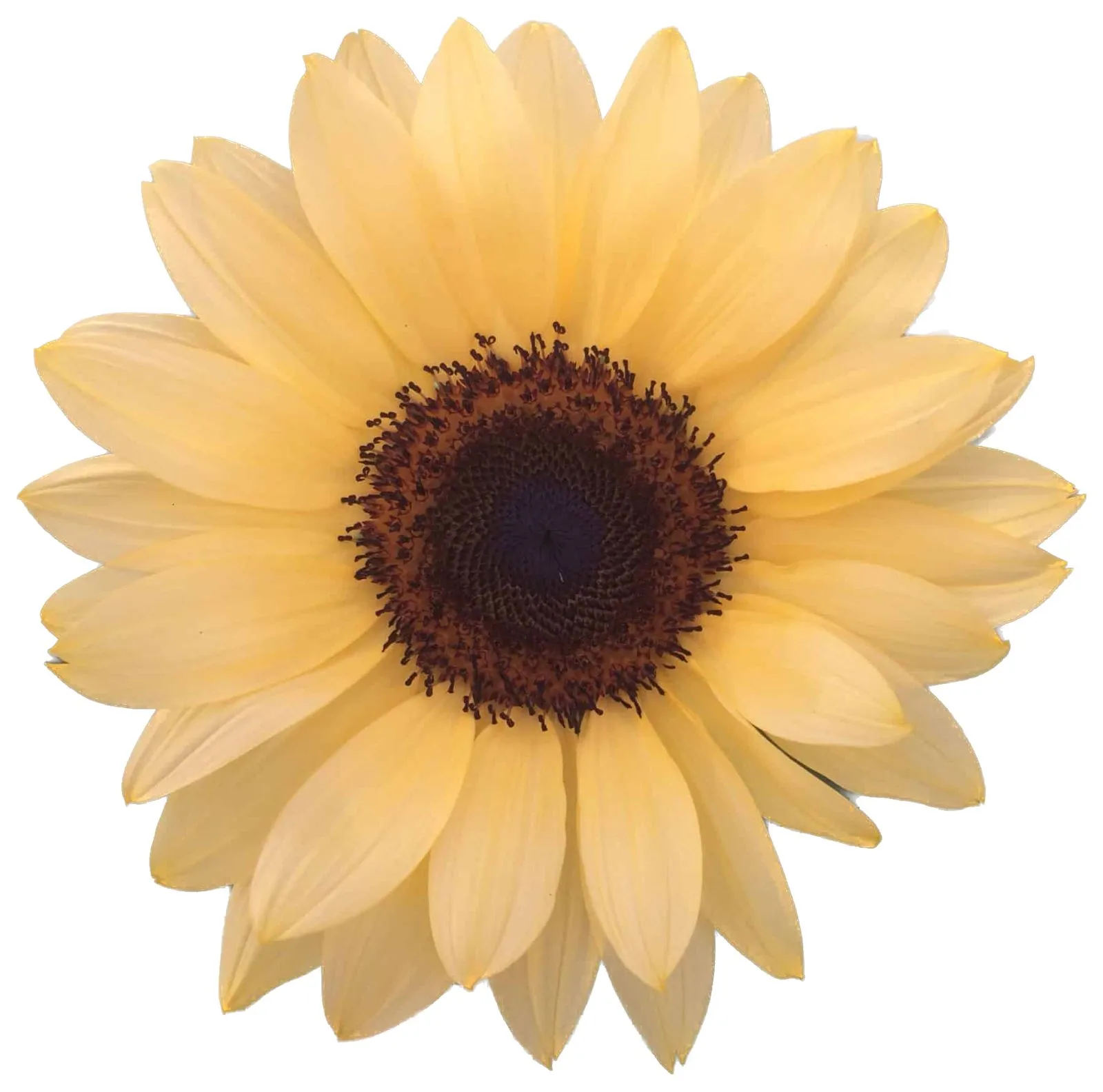 Helianthus peach