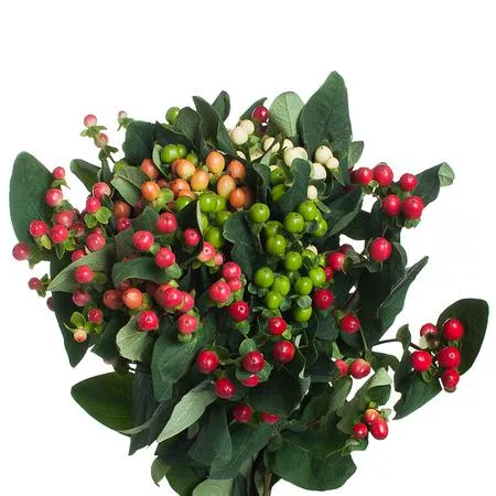 Hypericum mix