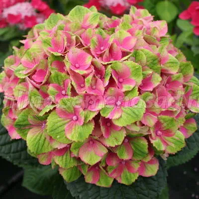 Hydrangea magical amethyst pink