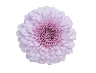 Chrysanthemum single imogen