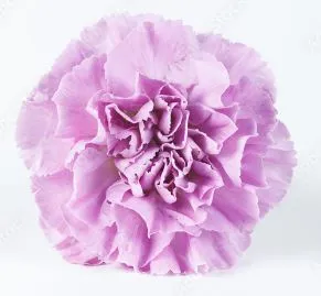 Carnation moonaqua