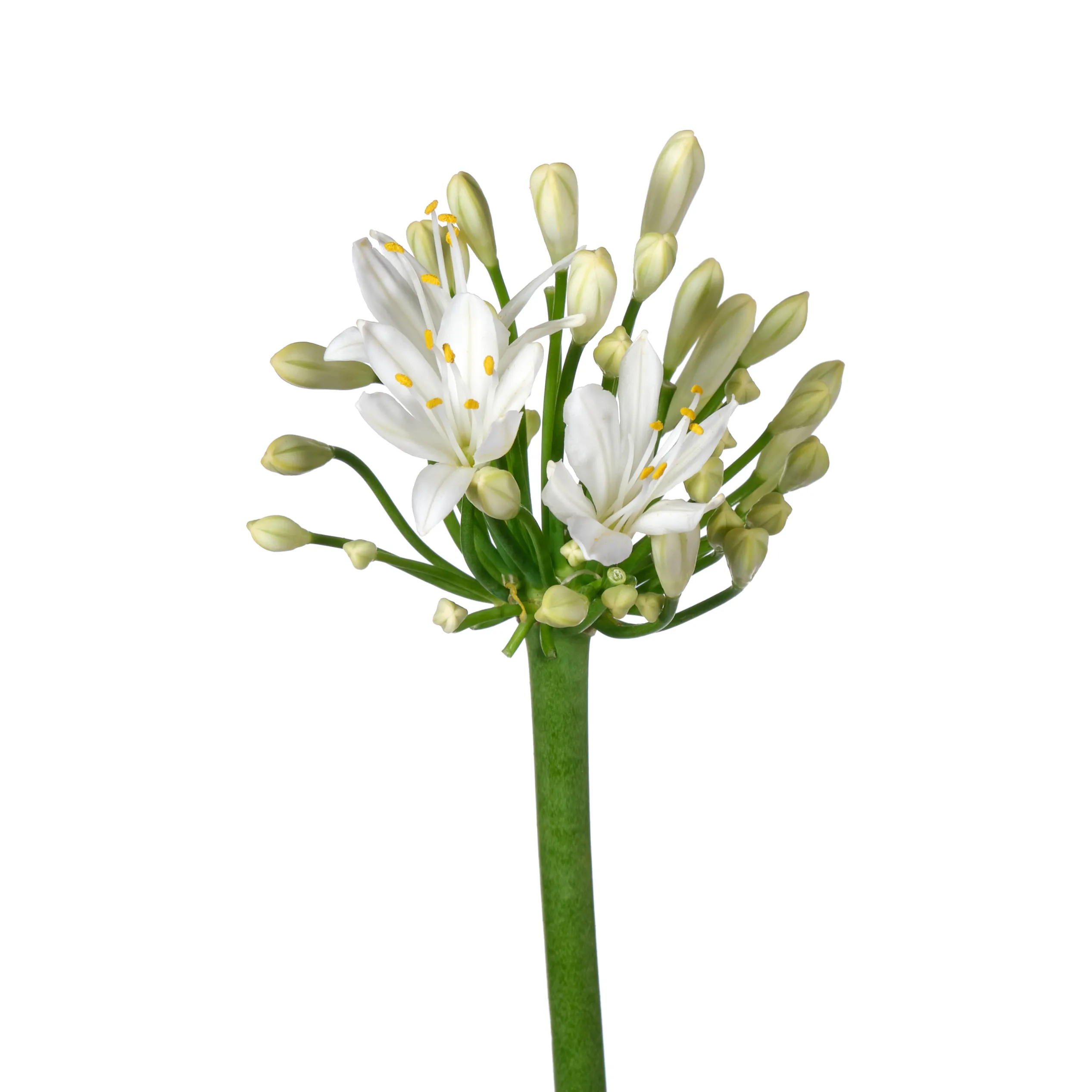 Agapanthus gletsjer