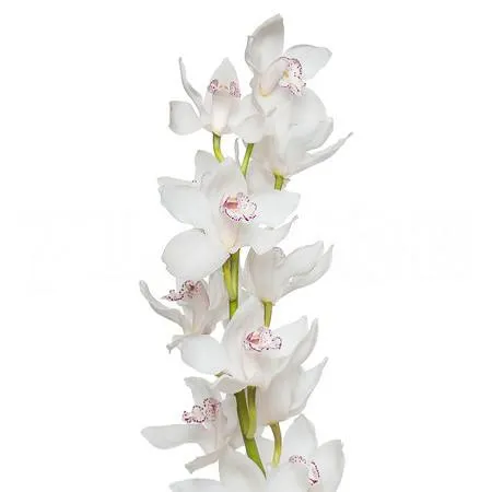 Cymbidium snowbird