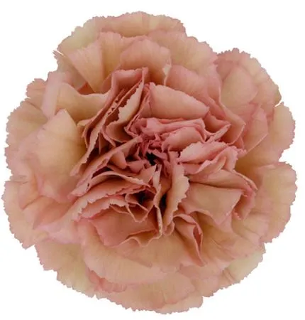 Carnation creola