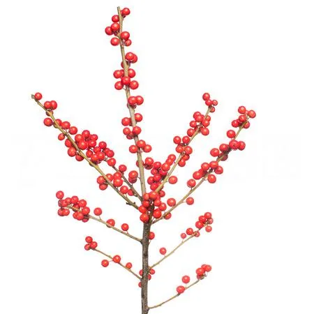 Ilex red