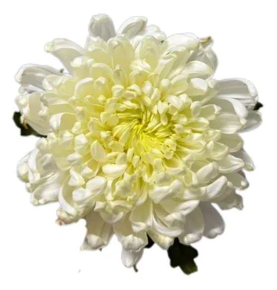 Chrysanthemum single peony mum