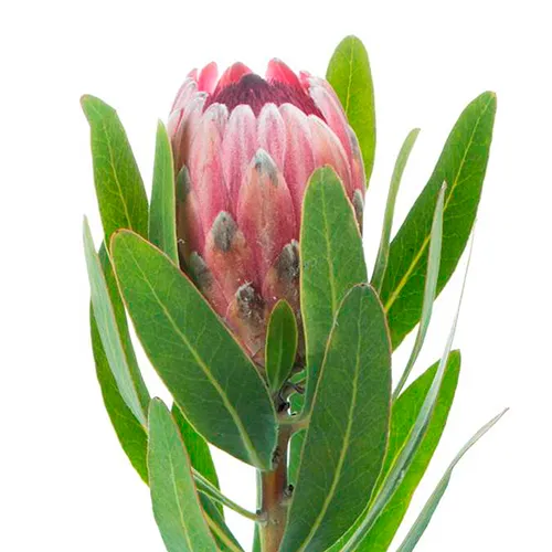 Protea pink ice