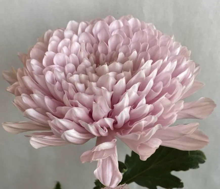 Chrysanthemum cremon petruska light