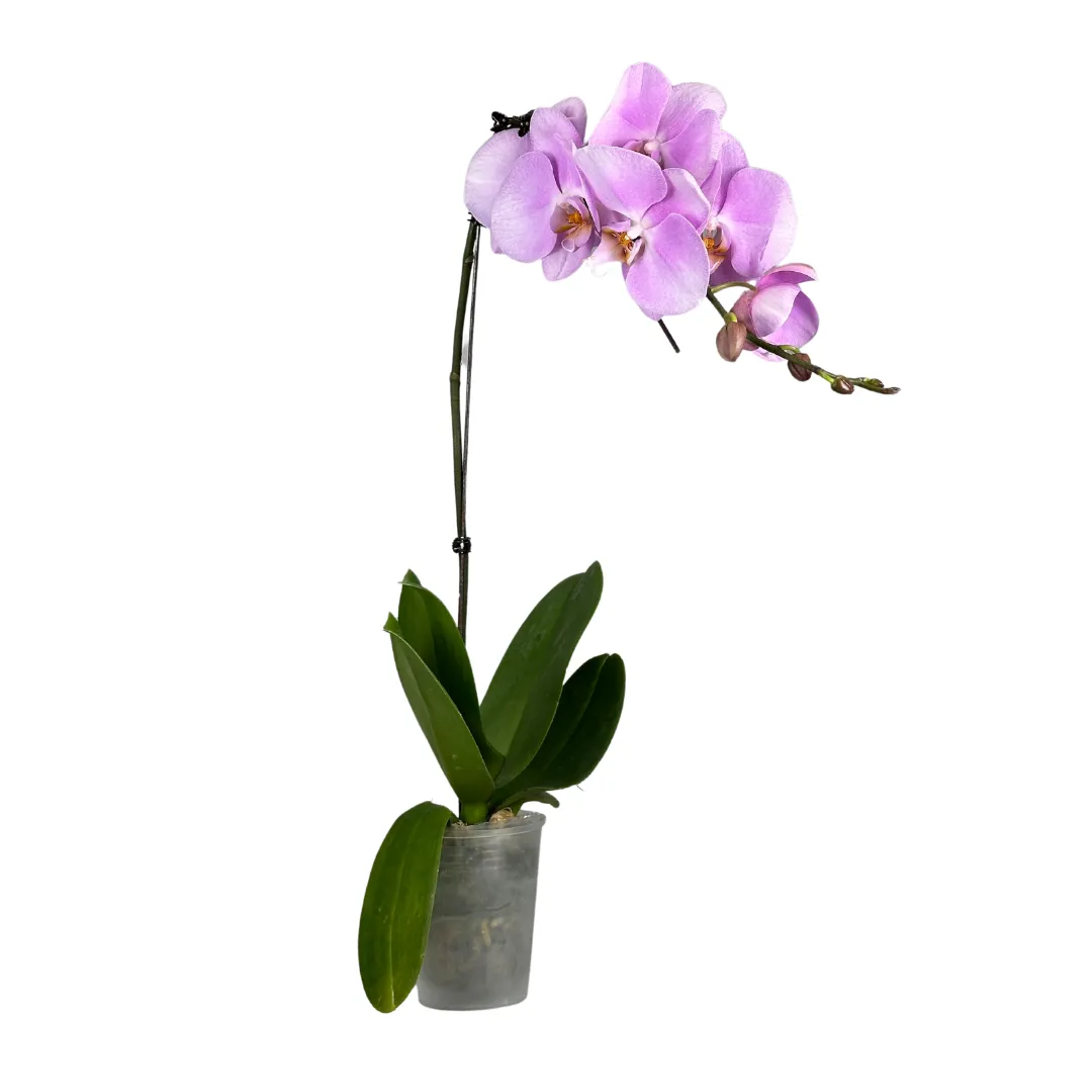 Phalaenopsis pot alice