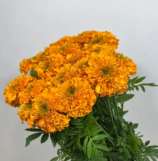 Tagetes mega orange