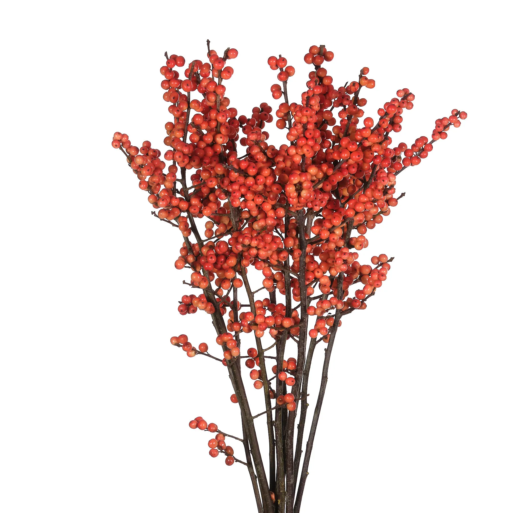 Ilex oudijks orange