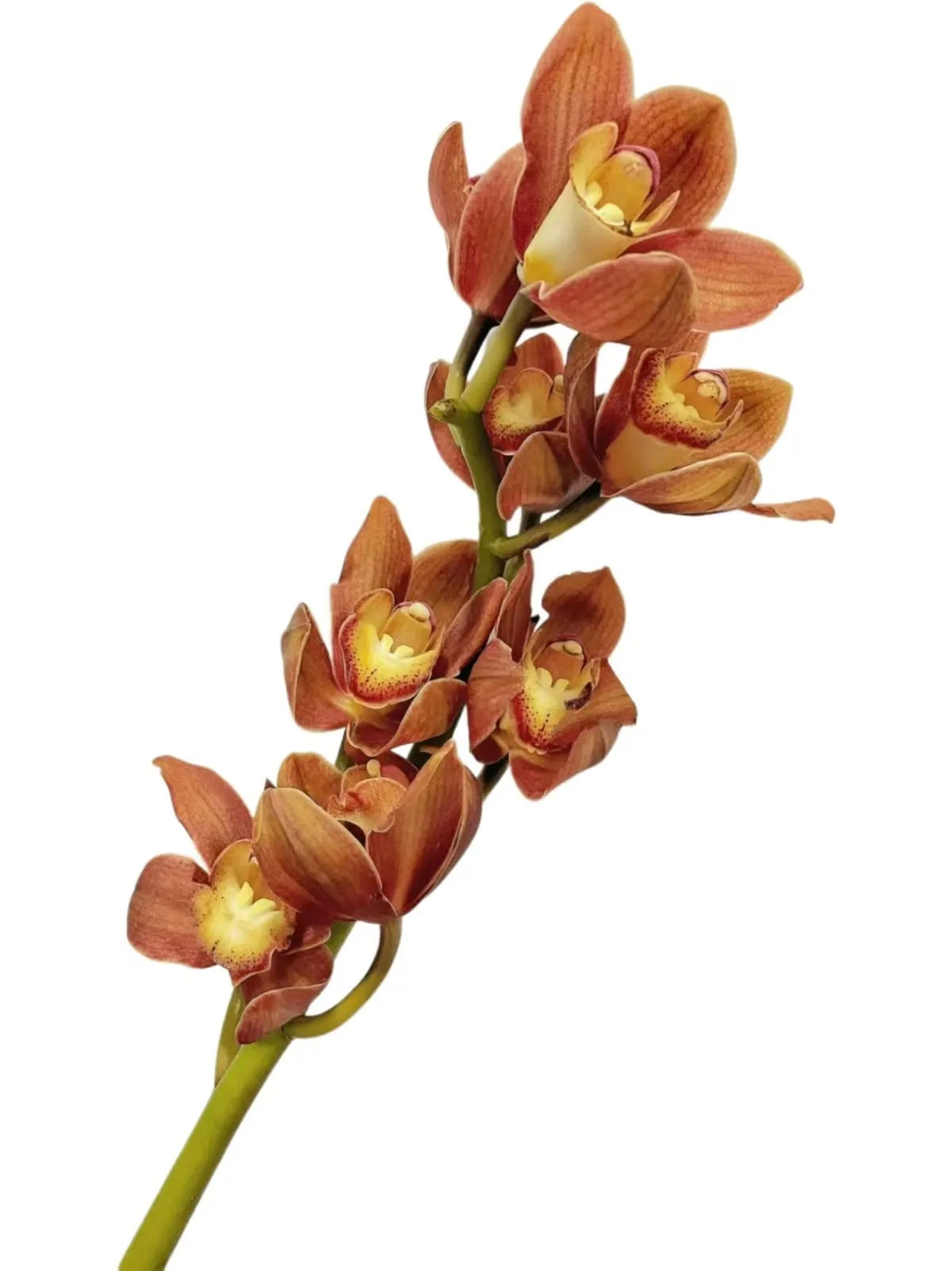 Cymbidium retro