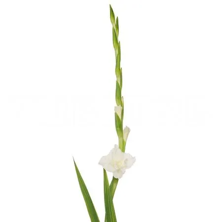 Gladiolus white