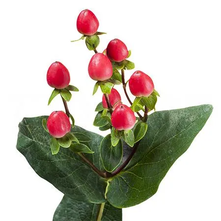 Hypericum coco rio